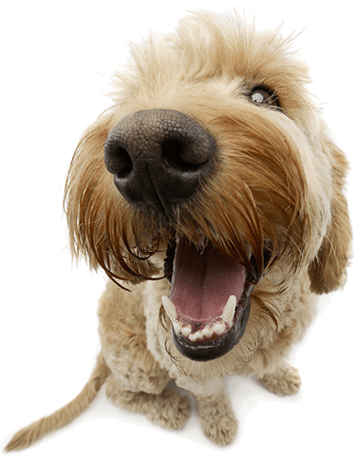Cachorro ilustrativo